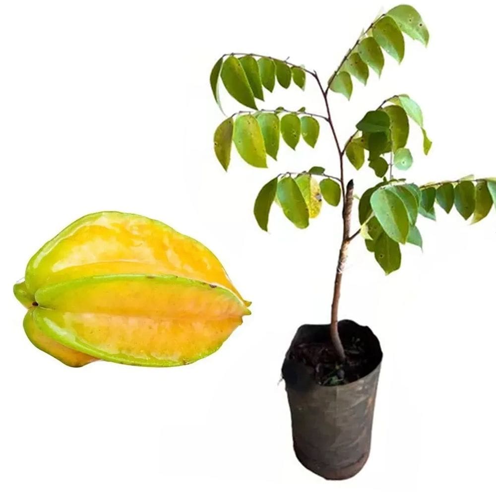 Muda de Carambola Azeda 20 a 40cm AMK - Plantas Online