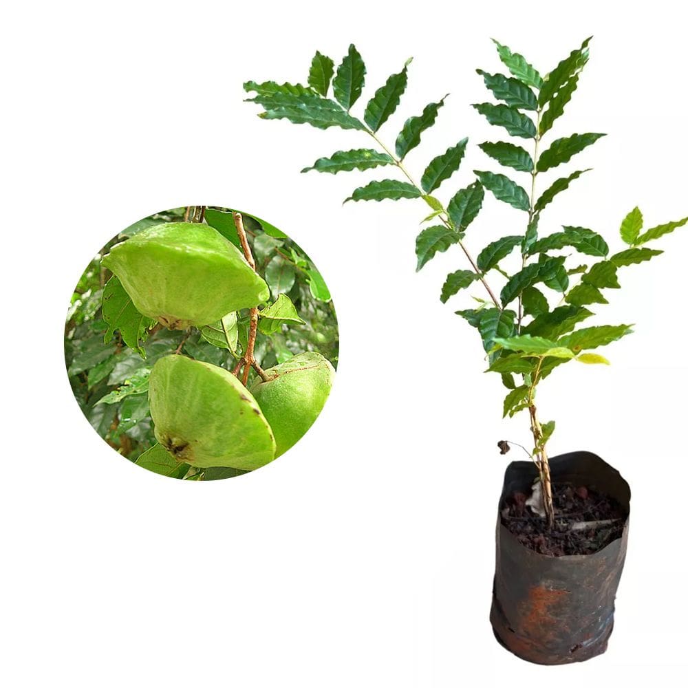 Muda de Cambuci 20 a 40cm AMK - Plantas Online