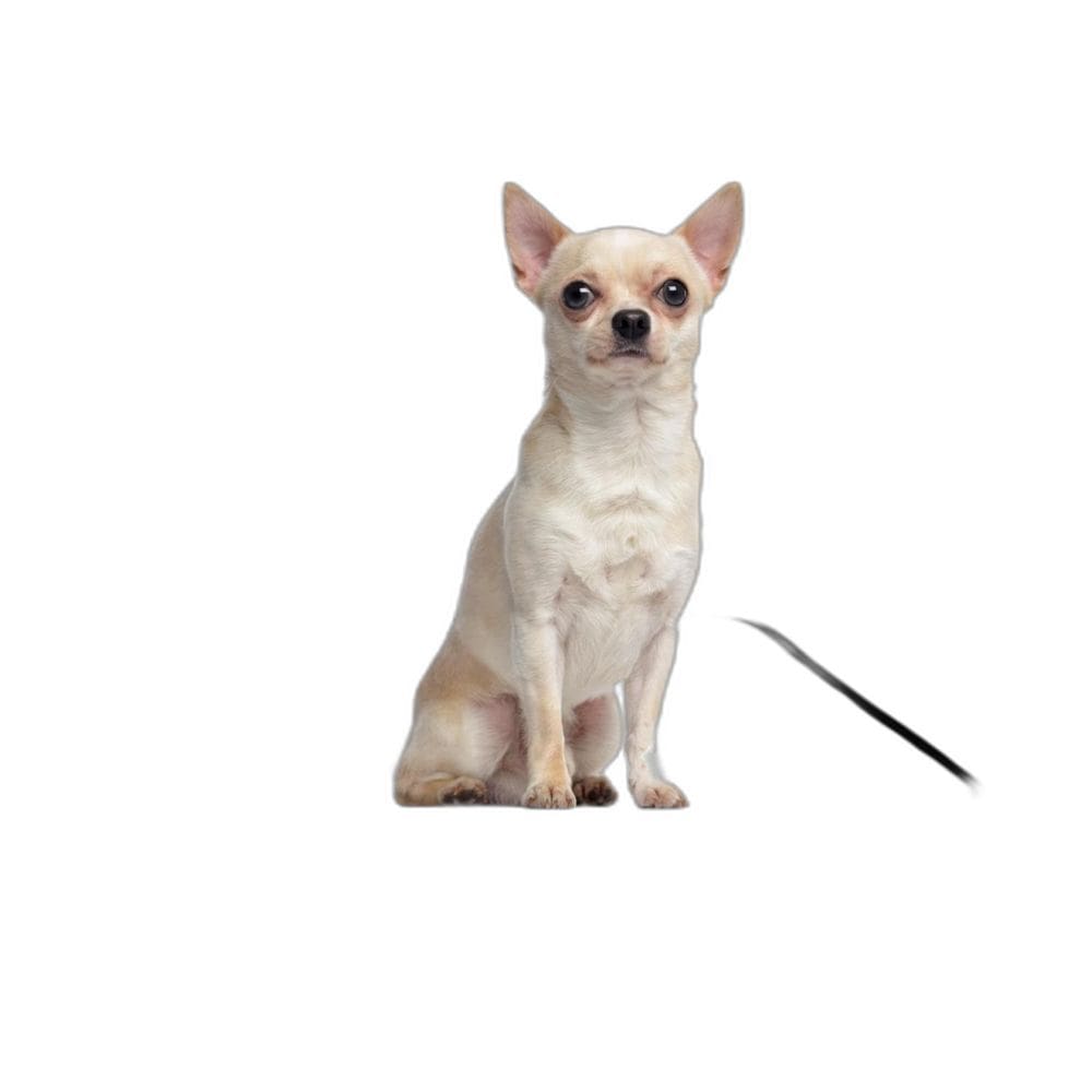 Tapete Para Pets Lavável Canino Prático 5 Un P 50X60Cm