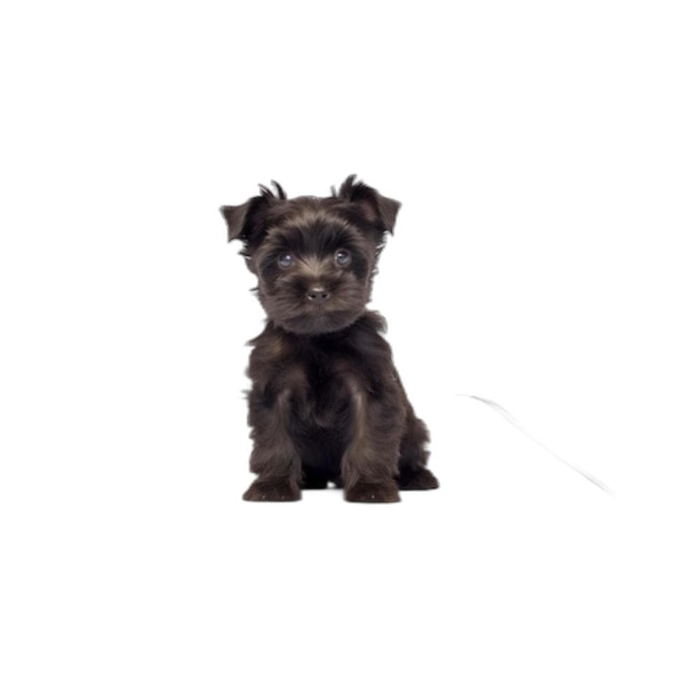 Tapete Para Cães Higiênico Ecológico 1 Un P 50X60Cm