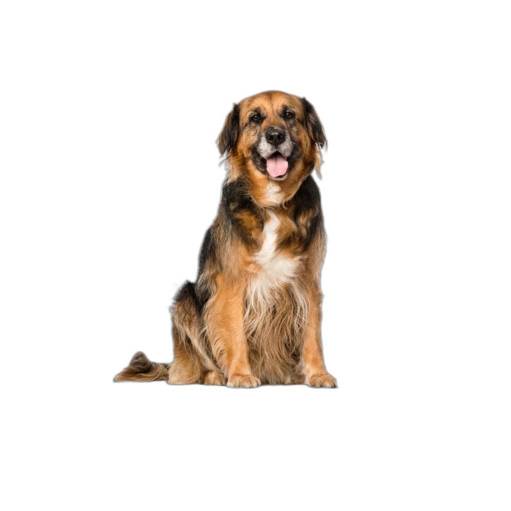 Banheiro Para Cães Higiênico Lavável 1 Un G - 90 X 100 Cm