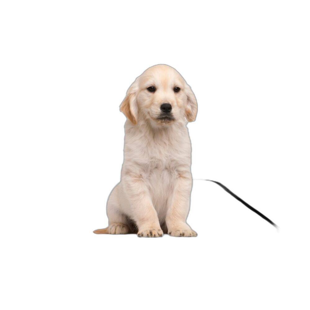 Banheiro Para Cães Higiênico Lavável 3 Un P - 50 X 60 Cm