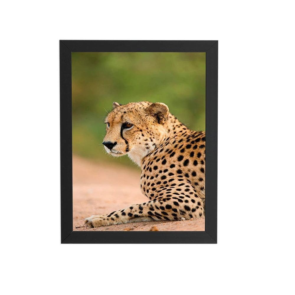 Guepardo Chita Animais Foto Quadro Moldura Preta 60X40Cm
