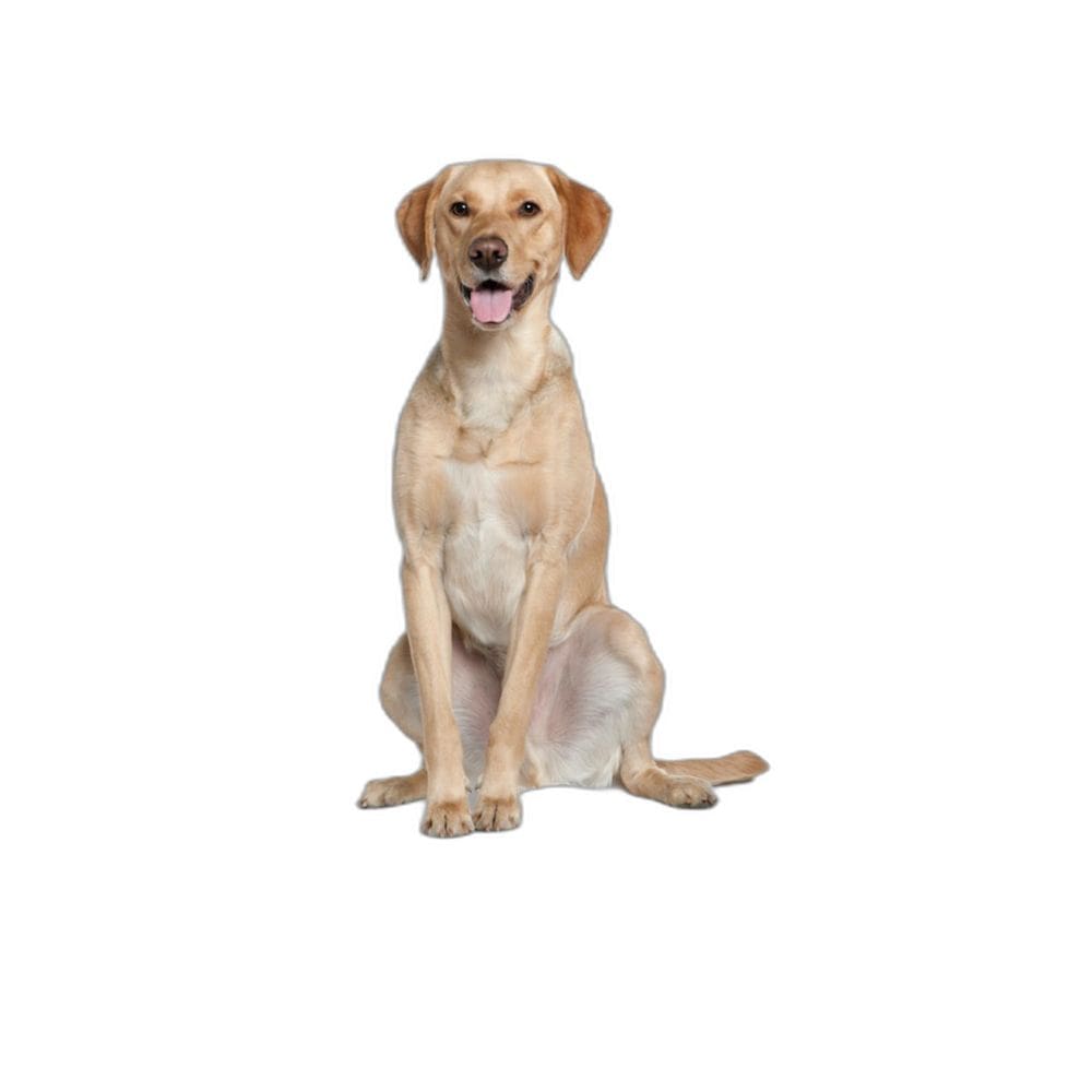 Fralda Móvel Pet Para Cachorros Lavável 3Un M 60X80 Cm