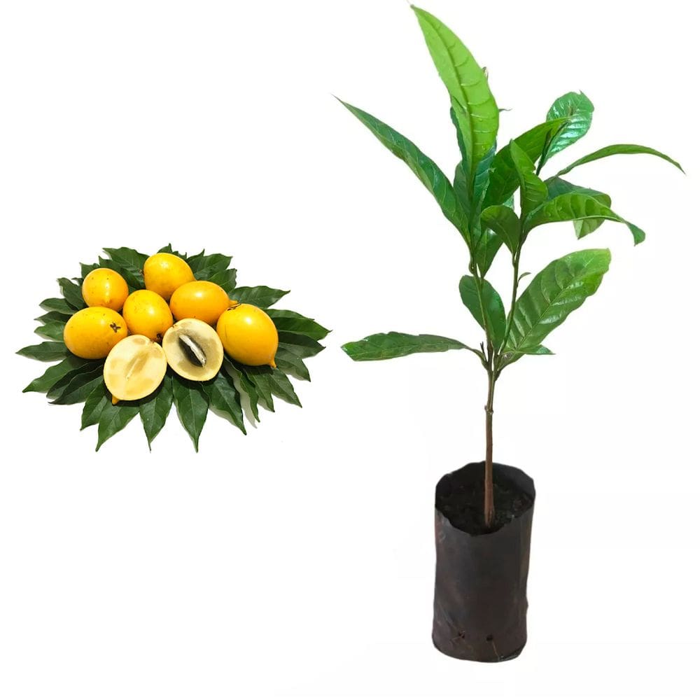 Muda de Abiu Amarelo 20 a 40cm AMK - Plantas Online