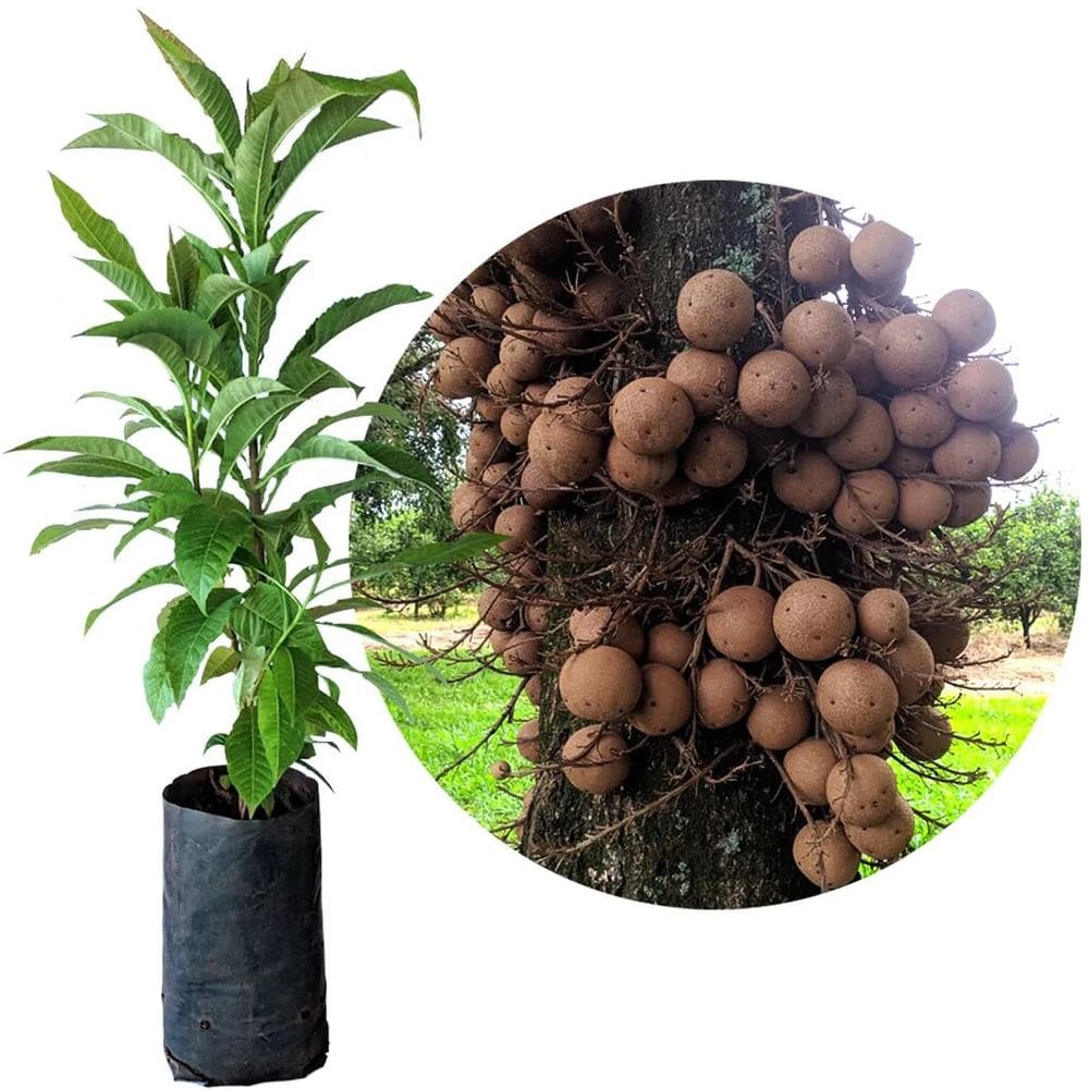 Muda de Abrico ou Arvore Bola 20 a 40cm AMK - Plantas Online
