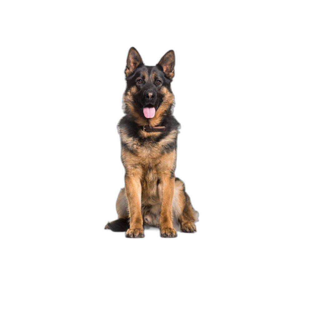 Tapete Para Pets Lavável Higiênico Prático 5 Un G 90X100Cm