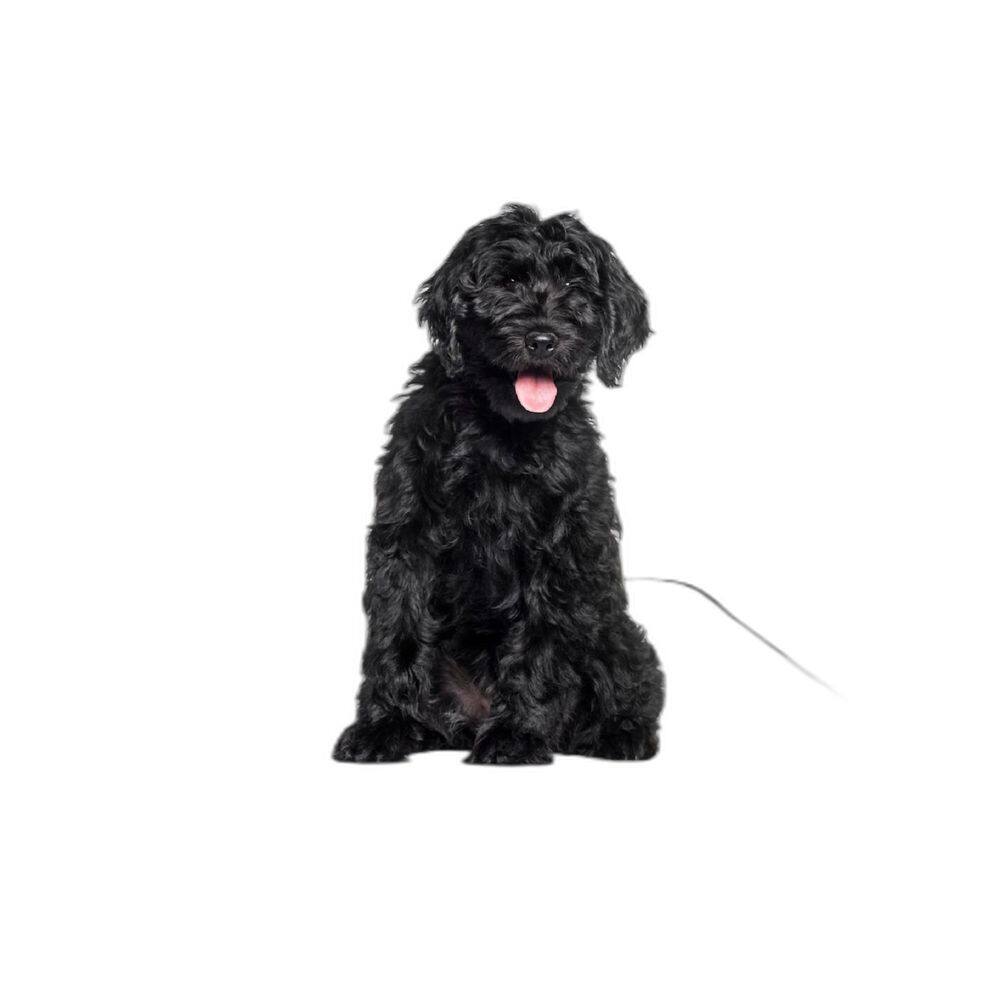 Banheiro Para Cães Higiênico Lavável 4 Un M - 60X80 Cm