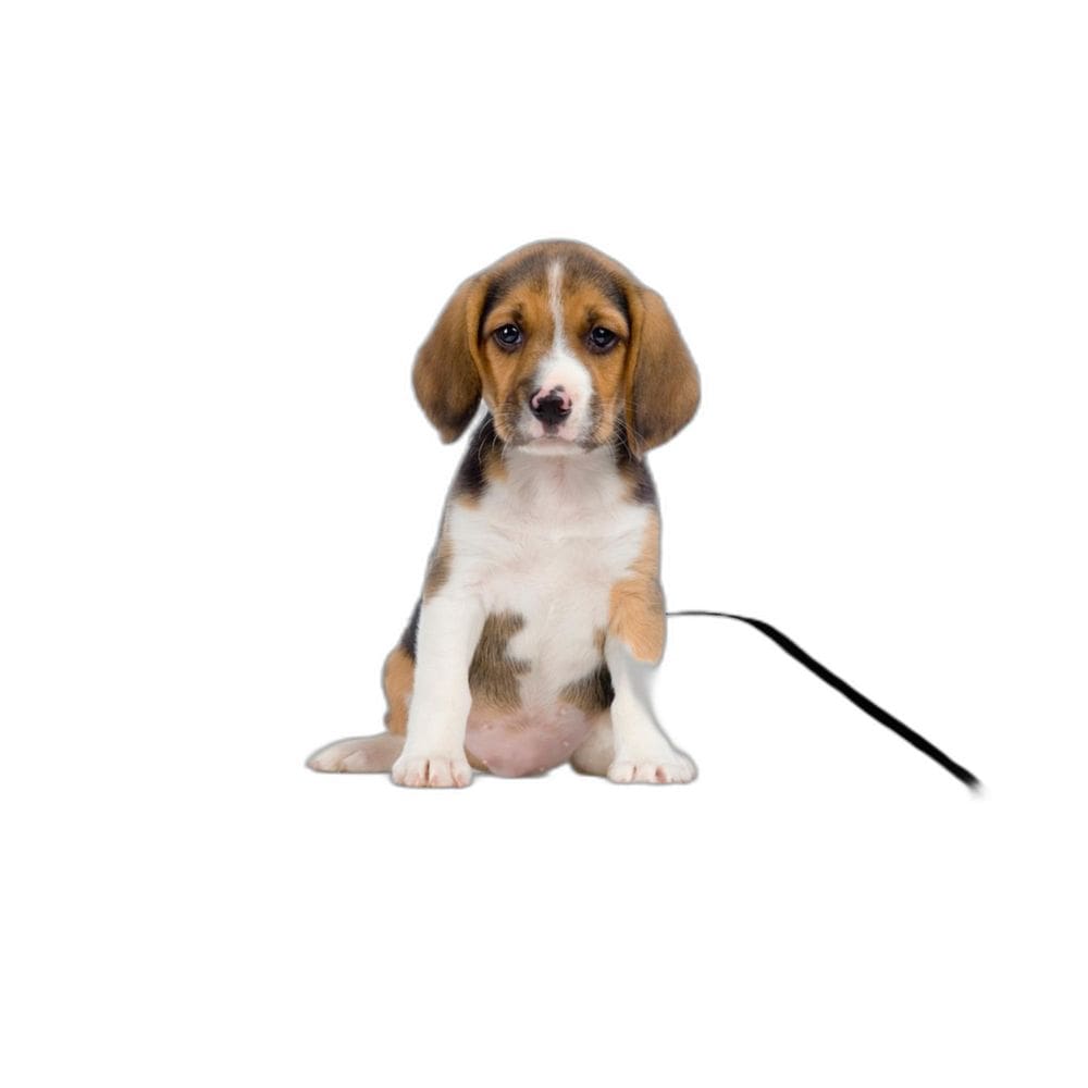 Tapete Pet Para Cães, Higiênico, Lavável, 1 Un P - 50X60 Cm
