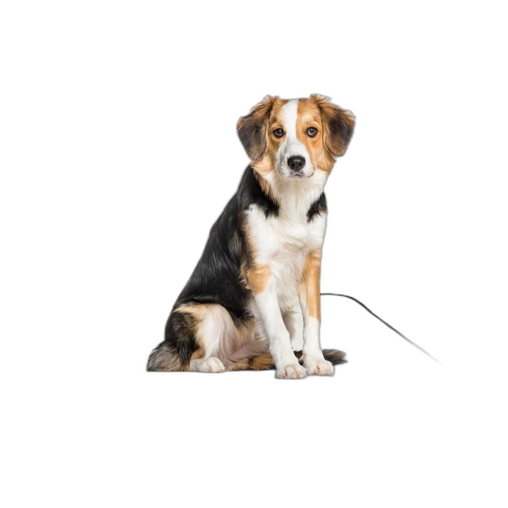 Tapete Lavável Dog Adestramento Higiênico 2Un M - 60X80 Cm