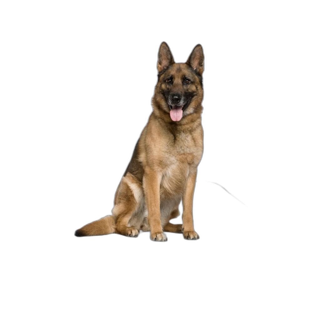 Tapete Para Cães Higiênico Ecológico 10 Un G 90X100Cm