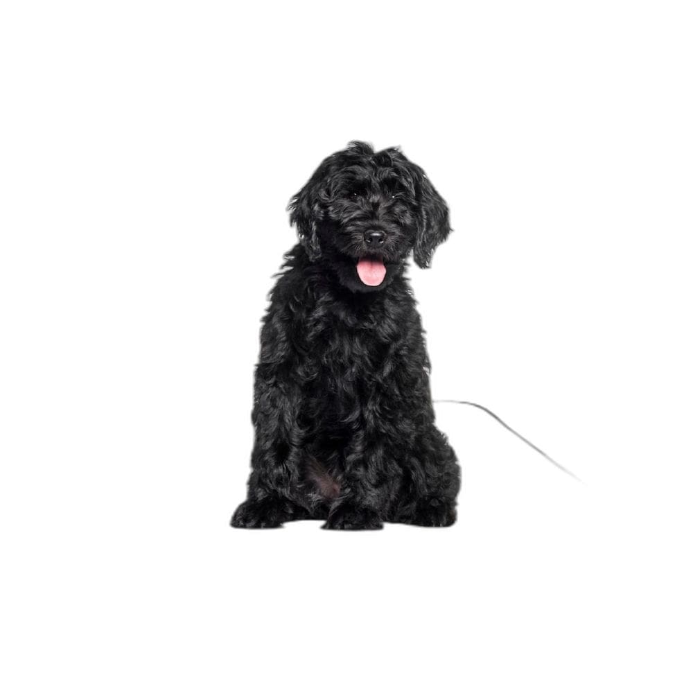 Tapete Canino Higiênico Lavável Pet 1 Un M - 60 X 80 Cm