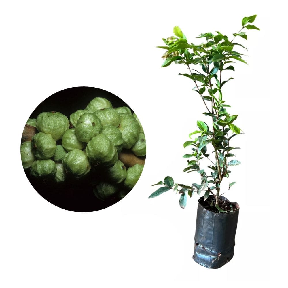 Muda de Jabuticaba Branca 20 a 40cm AMK - Plantas Online
