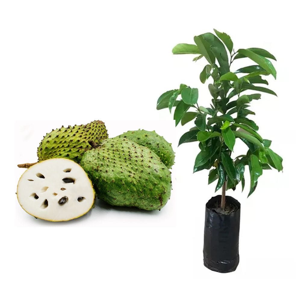 Muda de Graviola 20 a 40cm AMK - Plantas Online