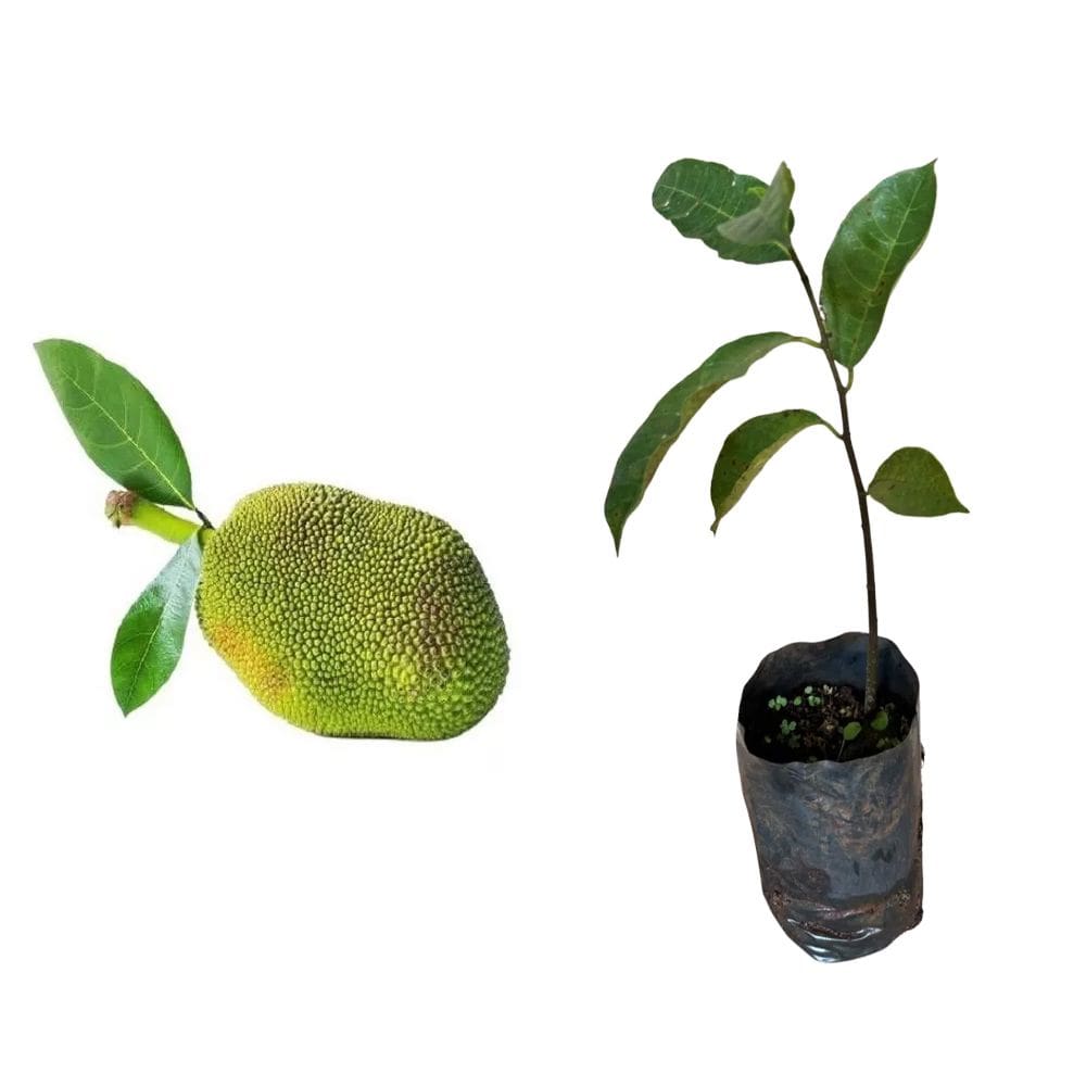 Muda de Jaca 20 a 40cm AMK - Plantas Online