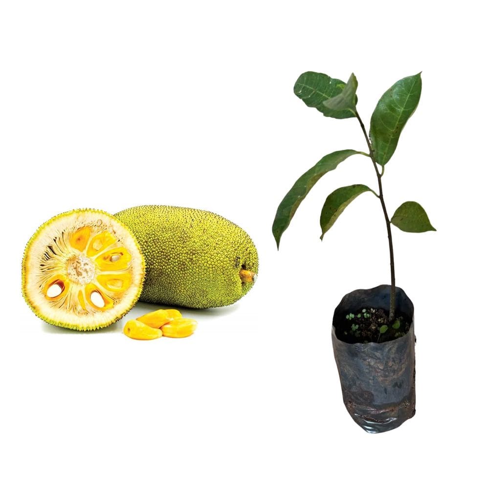 Muda de Jaca Mole 20 a 40cm AMK - Plantas Online