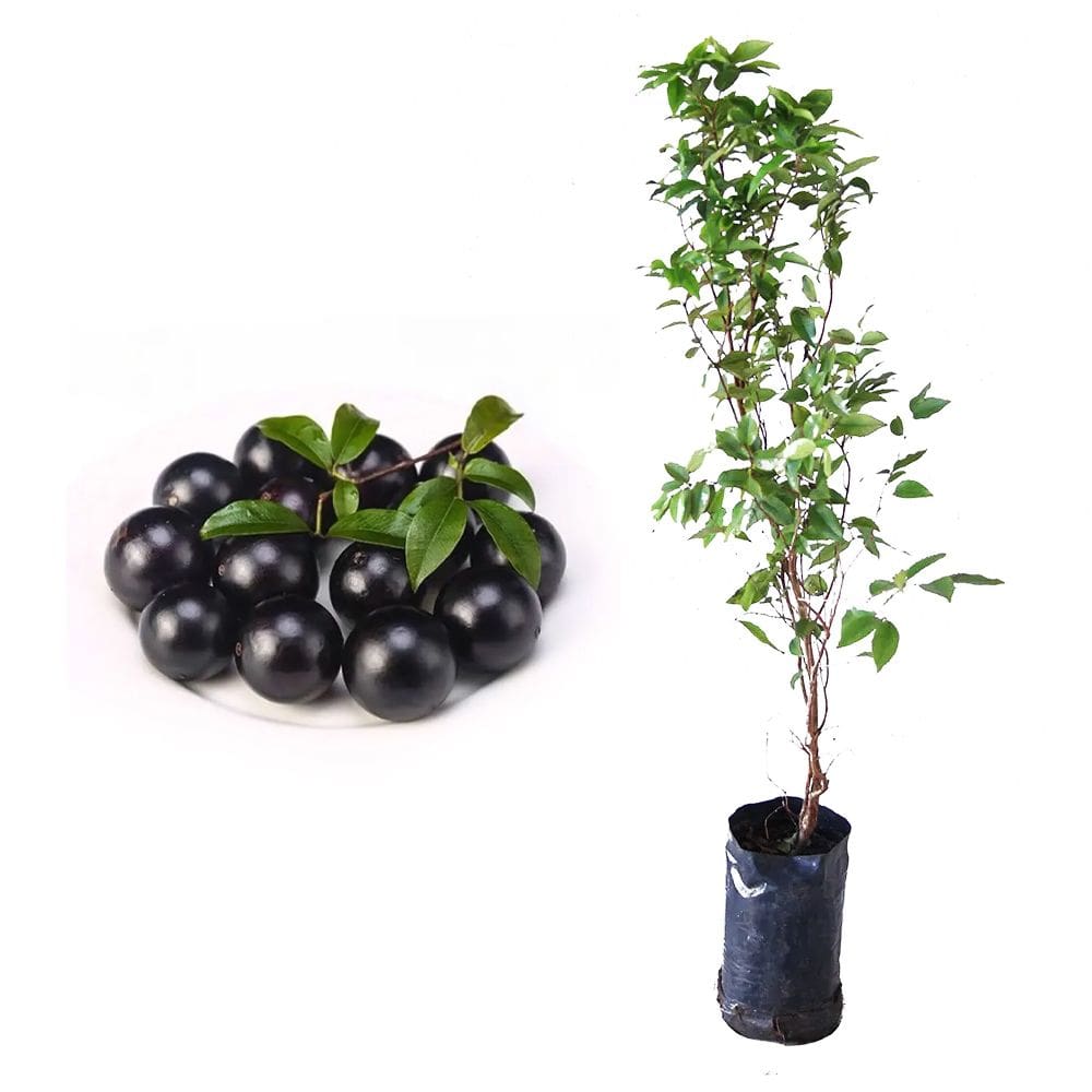 Muda de Jabuticaba Sabara 20 a 40cm AMK - Plantas Online