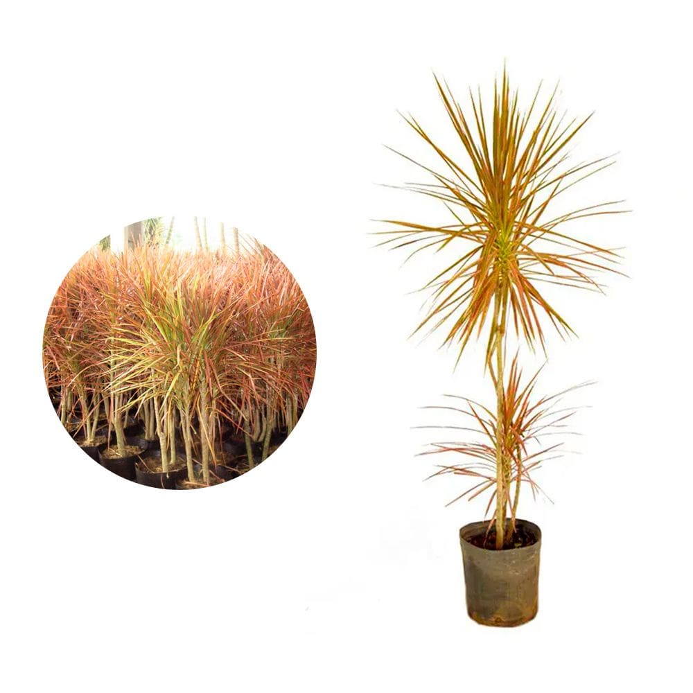 Muda de Dracena Tricolor 20 a 40cm AMK - Plantas Online