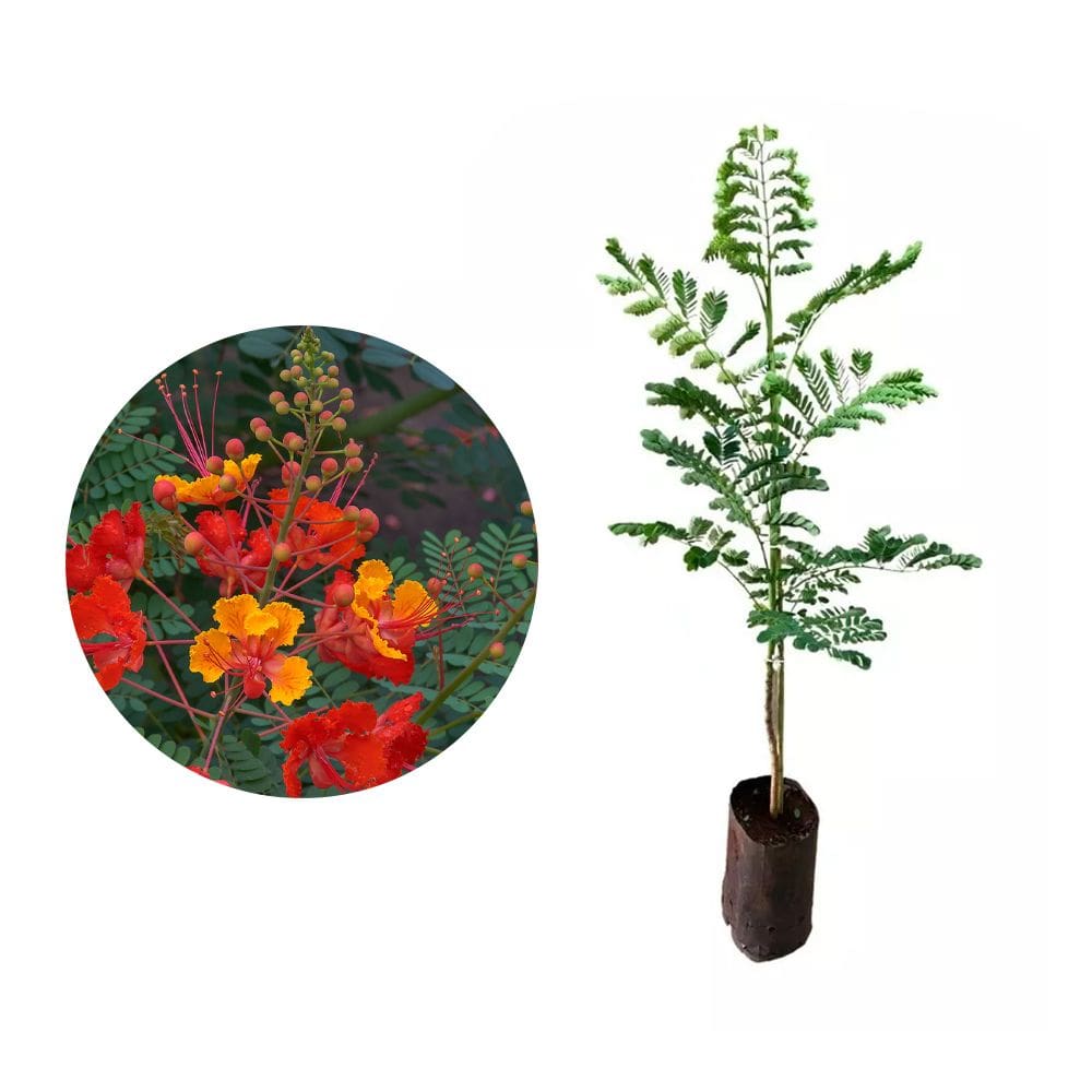 Muda de Flamboyant Mirim 20 a 40cm AMK - Plantas Online