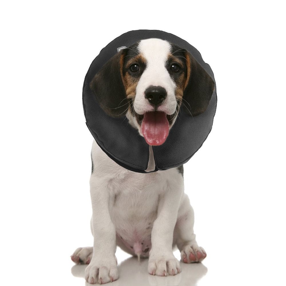 Coleira de recuperação ZenPet Protective Inflável para cães e gatos
