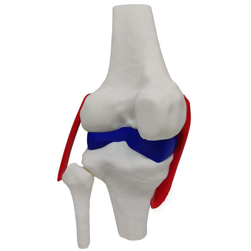 Joelho Anatômico Ligamentos Modelo 23Cm Articulação Estudo