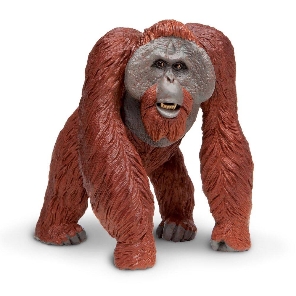Toy Figurine Safari Ltd. Orangotango de Bornéu, 13 cm, plástico, 3 anos ou mais