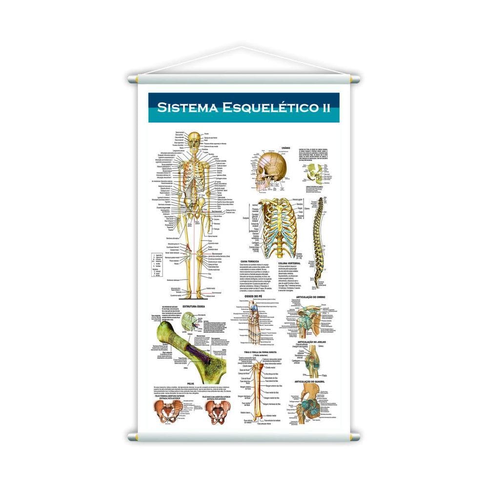 Banner Escolar Pedagógico Sistema Esquelético Ll 80X50Cm