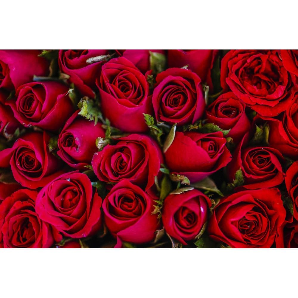 Adesivo Decorativo de Parede Rosas Vermelhas