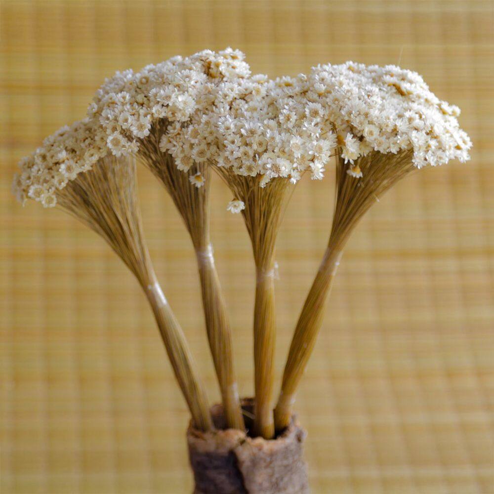 2000 Flores - Sempre Viva - Natural