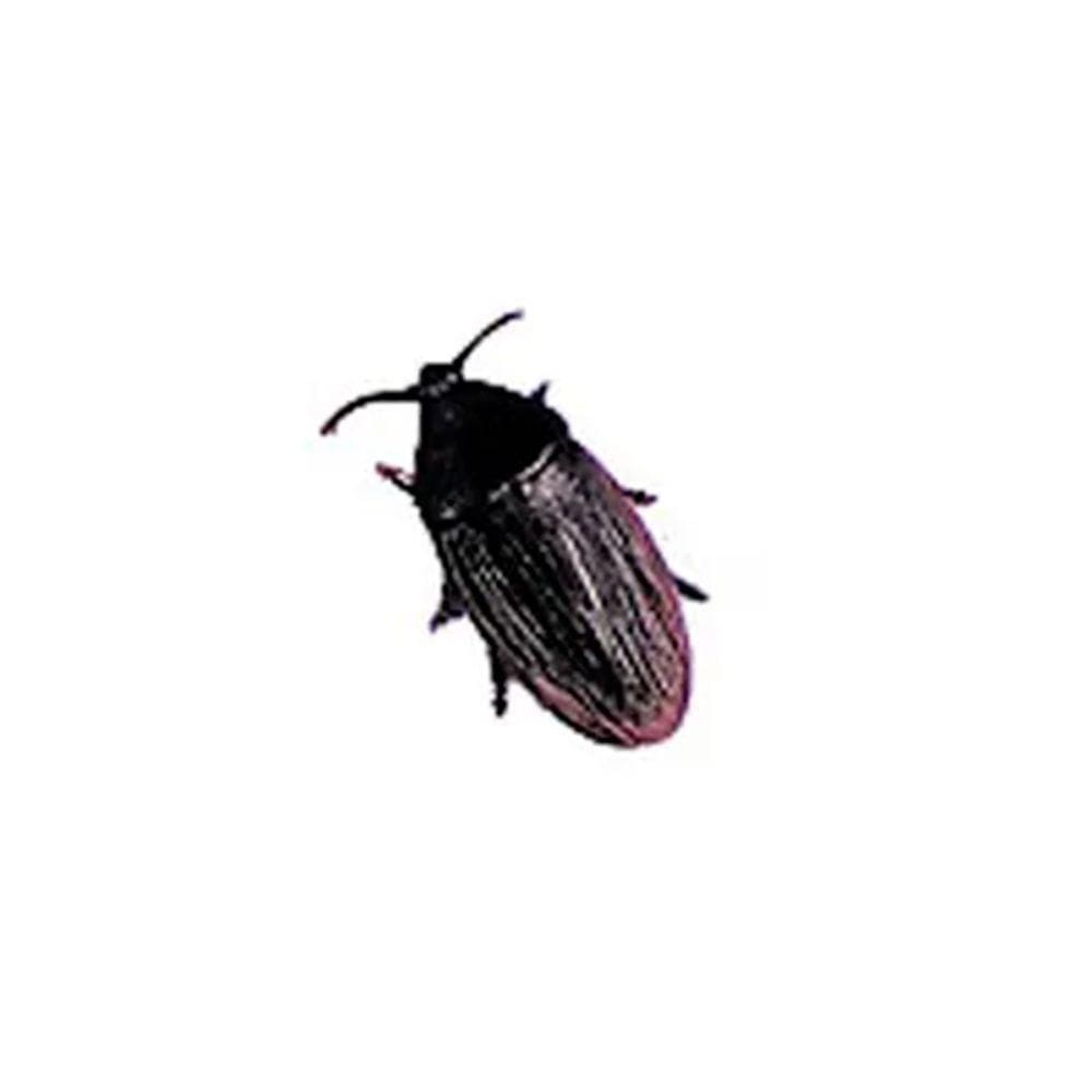 Pegadinha Barata Falsa