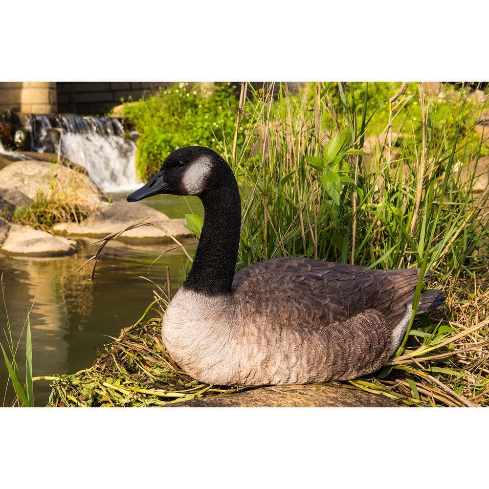 Garden Statue Hi-Line Gift Ltd., ganso canadense sentado