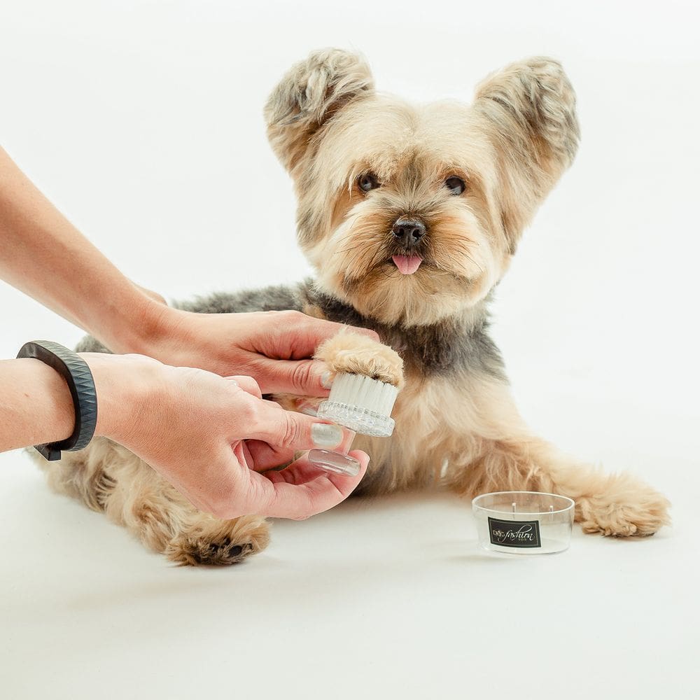 Paw Brush Dog Fashion Spa Esfoliante ultramacio para cães