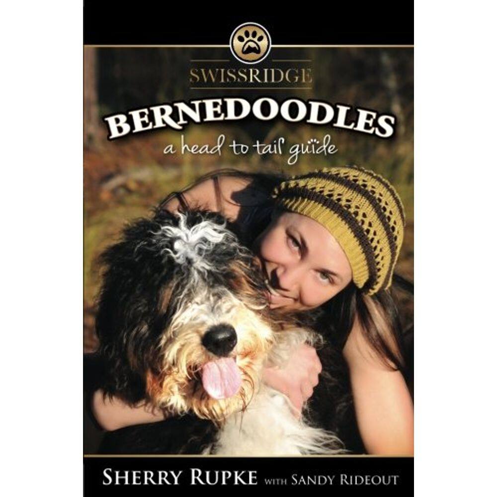 Bernedoodles: um guia da cabeça à cauda