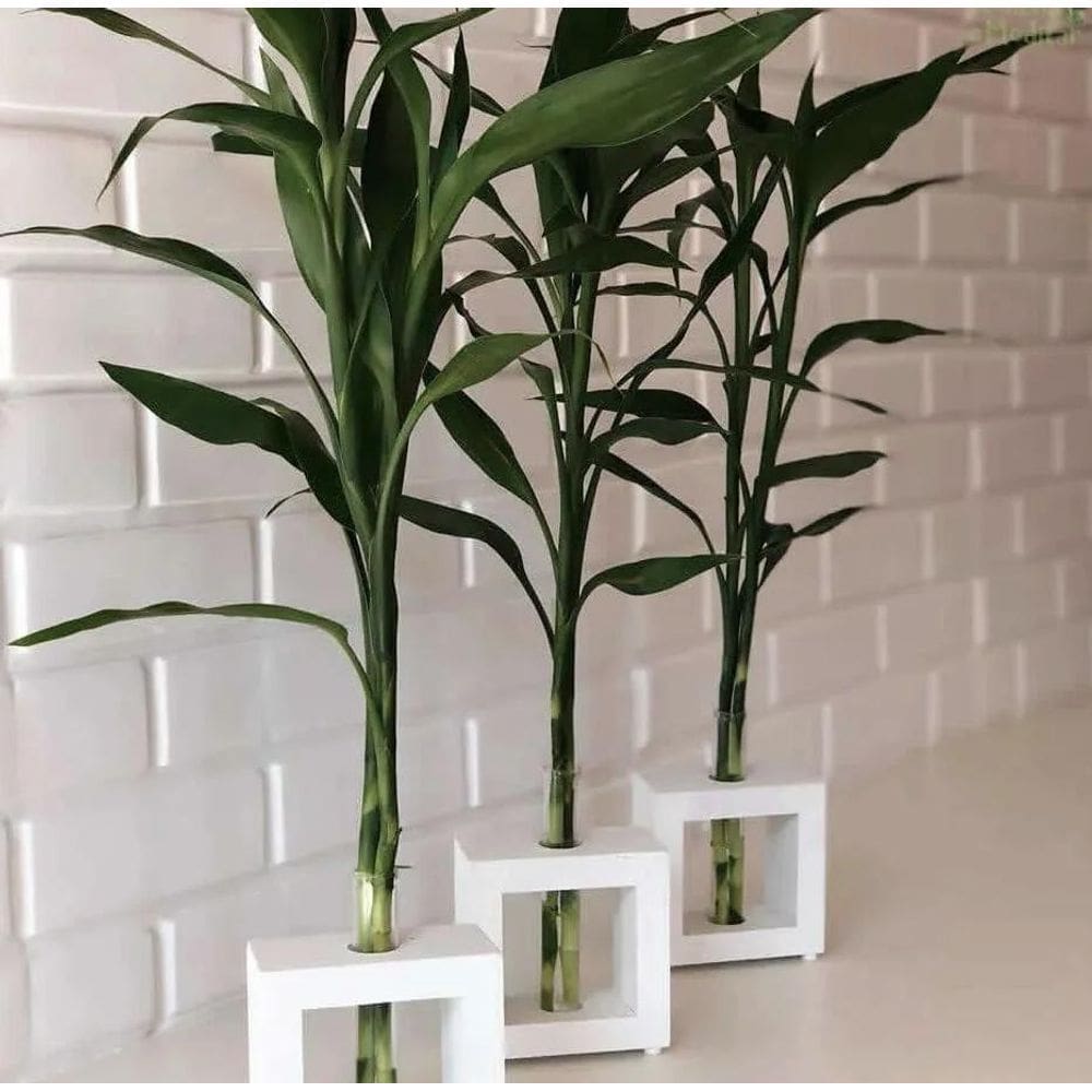 Bambu Da Sorte Vaso Em Vidro E Suporte De Madeira Branco