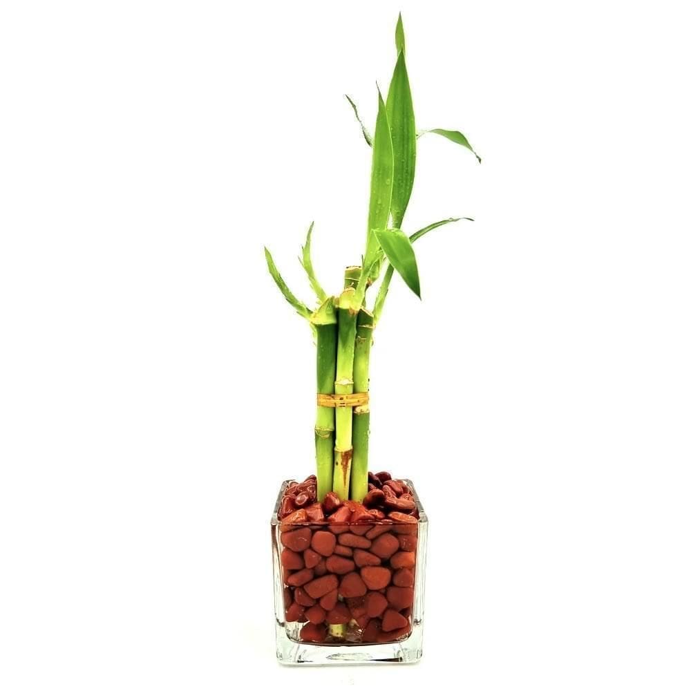 Bambu Da Sorte Com Pedra Jaspe Vermelha E Vaso De Vidro