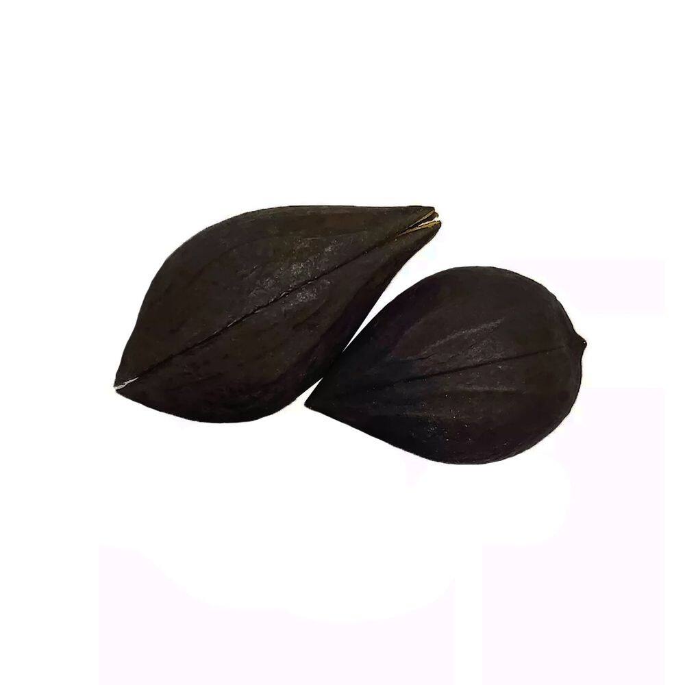 Fava De São Cipriano Garra Exu Assentamento e Ritual Unidade