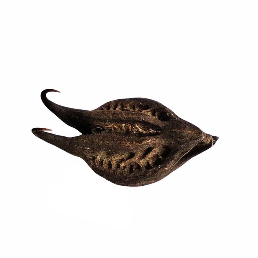 Garra De Pomba Gira Natural p/ Assentamento e Ritual Unidade