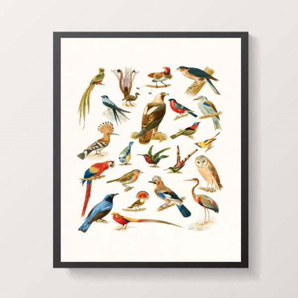 Quadro Espécies De Passarinhos 24X18Cm