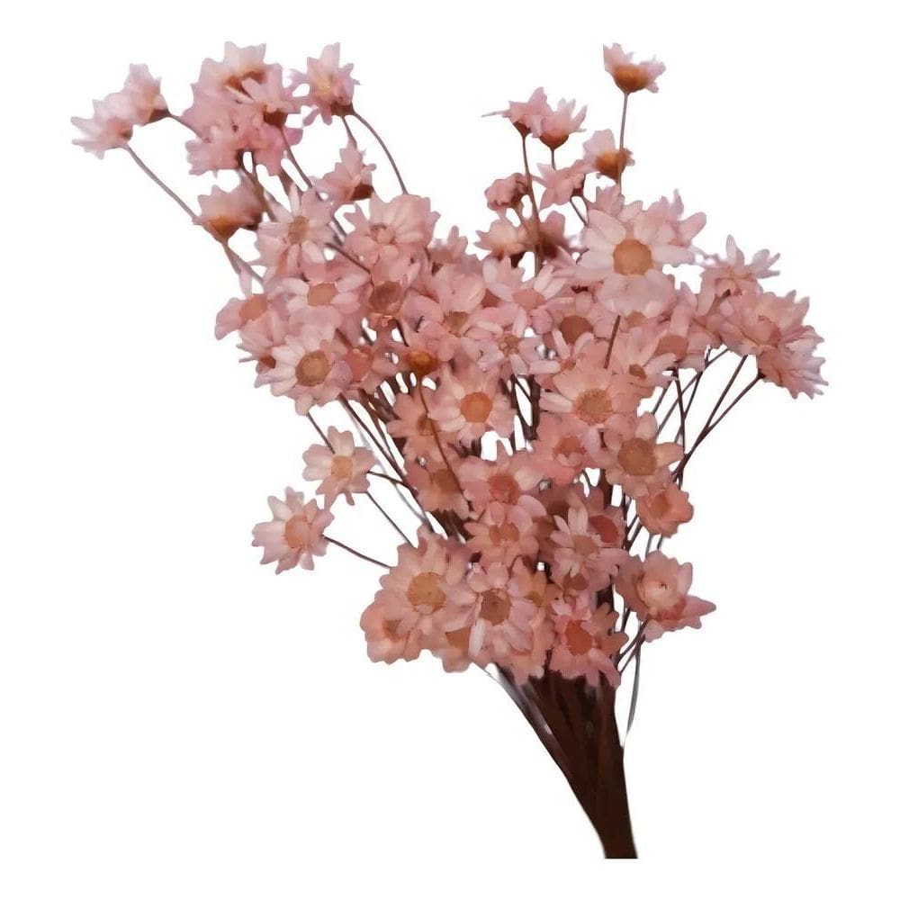 Sempre Viva Flores Desidratada 500 Un Rosa Claro Decoração