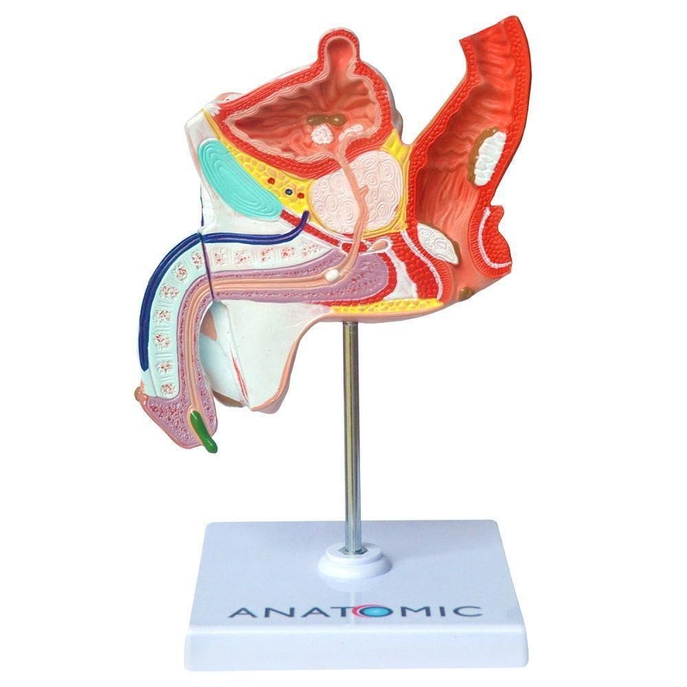 Patologias Do Sistema Urogenital Masculino, Anatomia