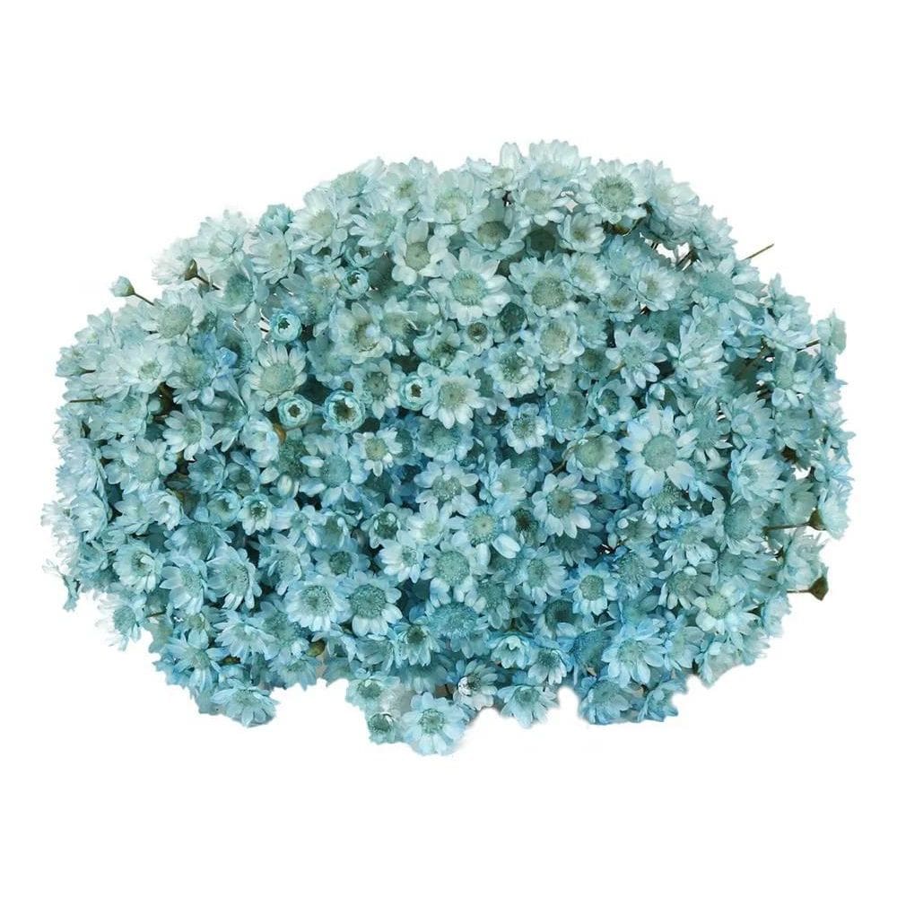 2X Sempre Florzinha Viva Azul Bebê Flores Desidratadas