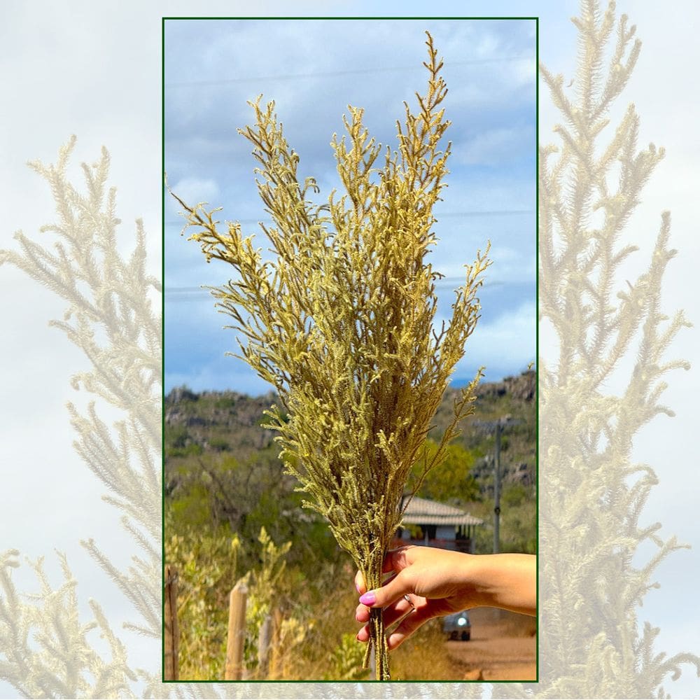 Capim Milindro verde - Sempre vivas - Natural e Desidratado