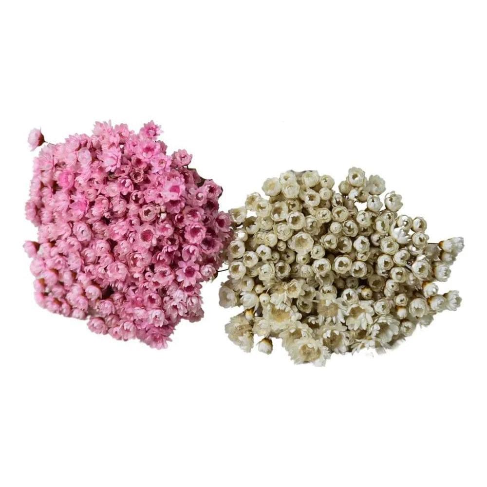 3X 2 Sempre Vivas Florzinha Rosa E Branca Flores Desidratada