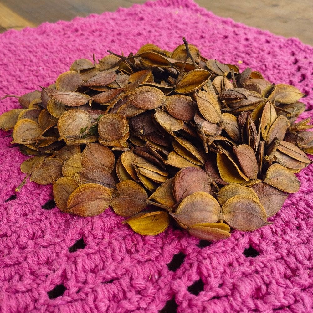 Casca Perobinha - Sempre vivas - Natural e Desidratado