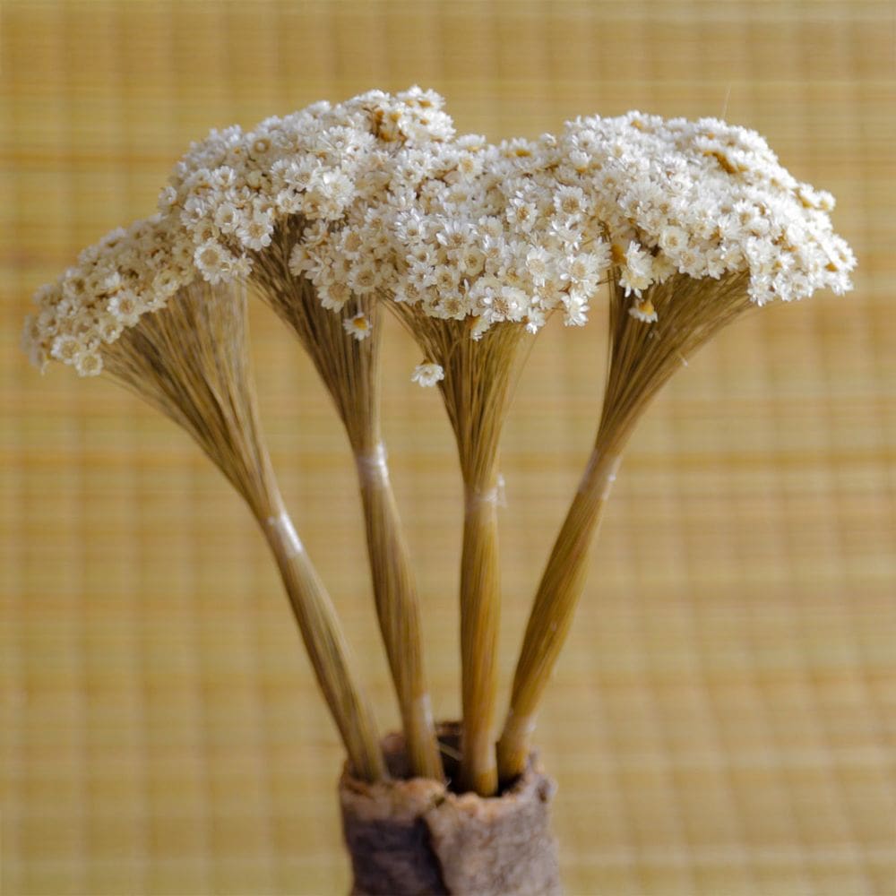 3000 Flores - Sempre Viva - Natural