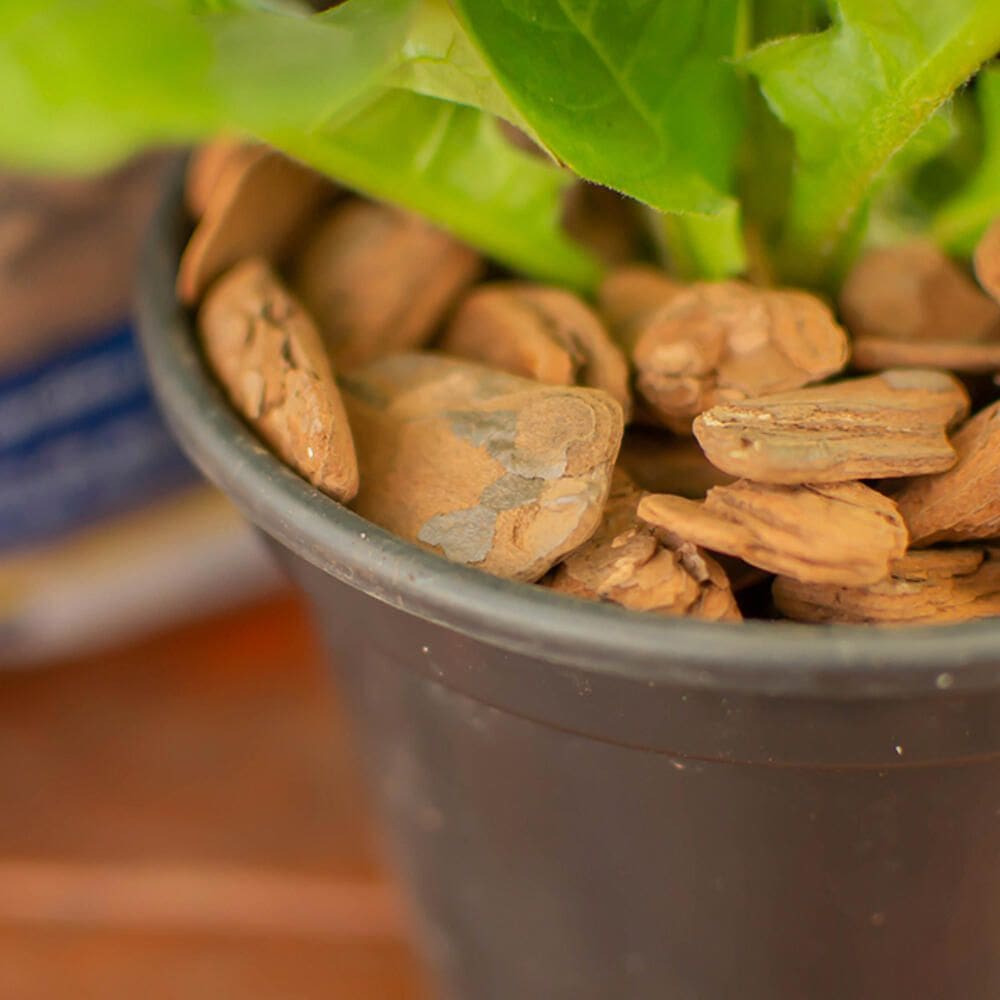 Casca de Pinus Premium de 5 Kilos Tamanho M - ALL GARDEN