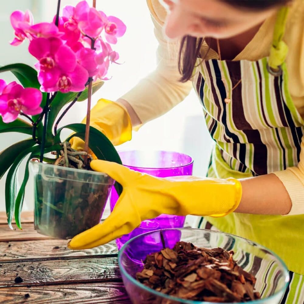 Casca de Pinus para Orquídea de 1 Kilo - ALL GARDEN