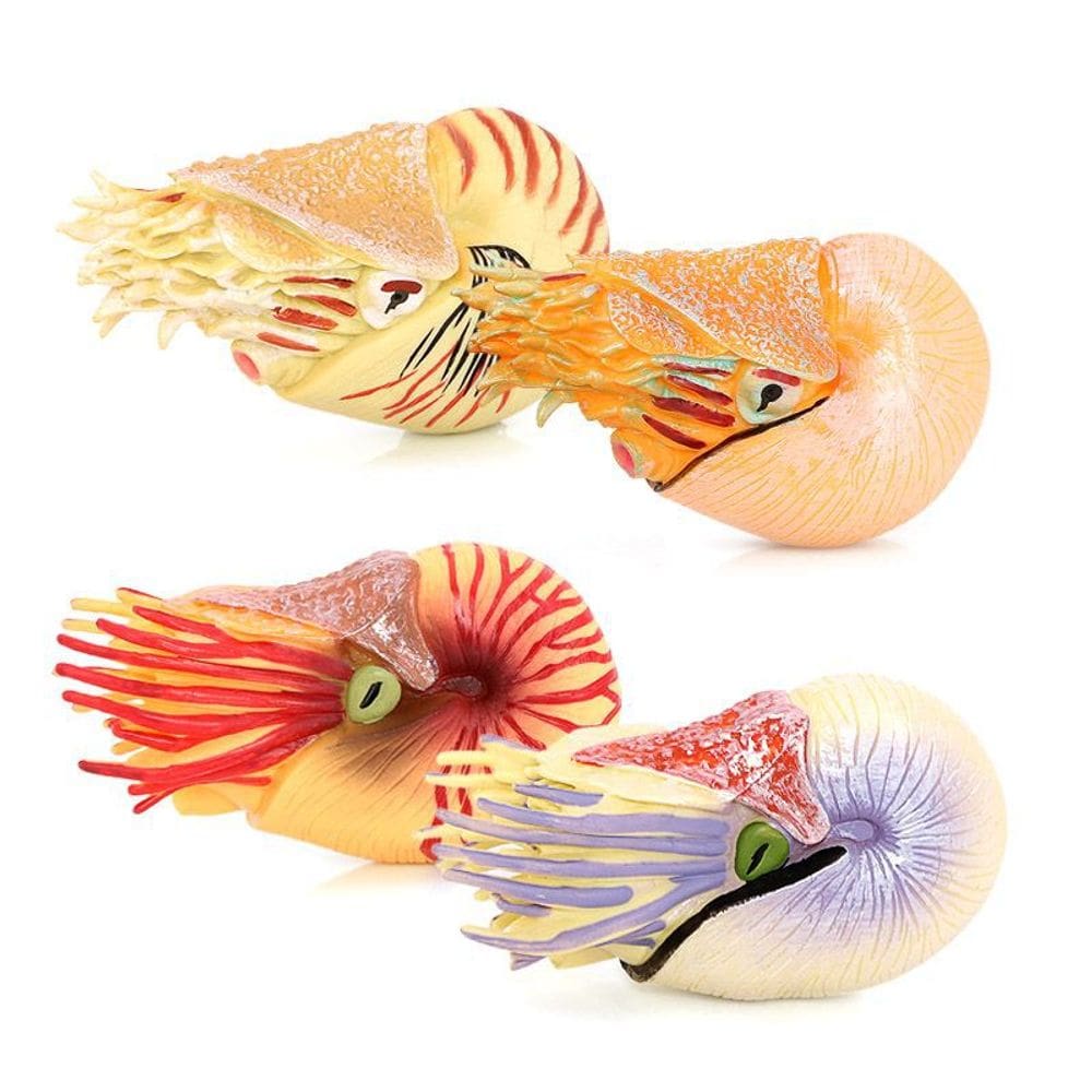 Conjunto de bonecos realista Nautilus Ancient Marine Animal x6 Kids