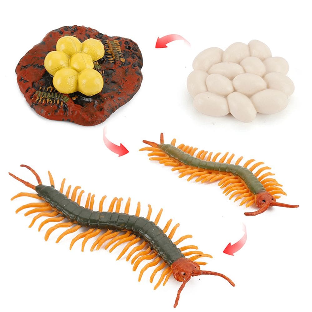 Conjunto de estatuetas Realistic Centipede Life Cycle PVC Insect Gro