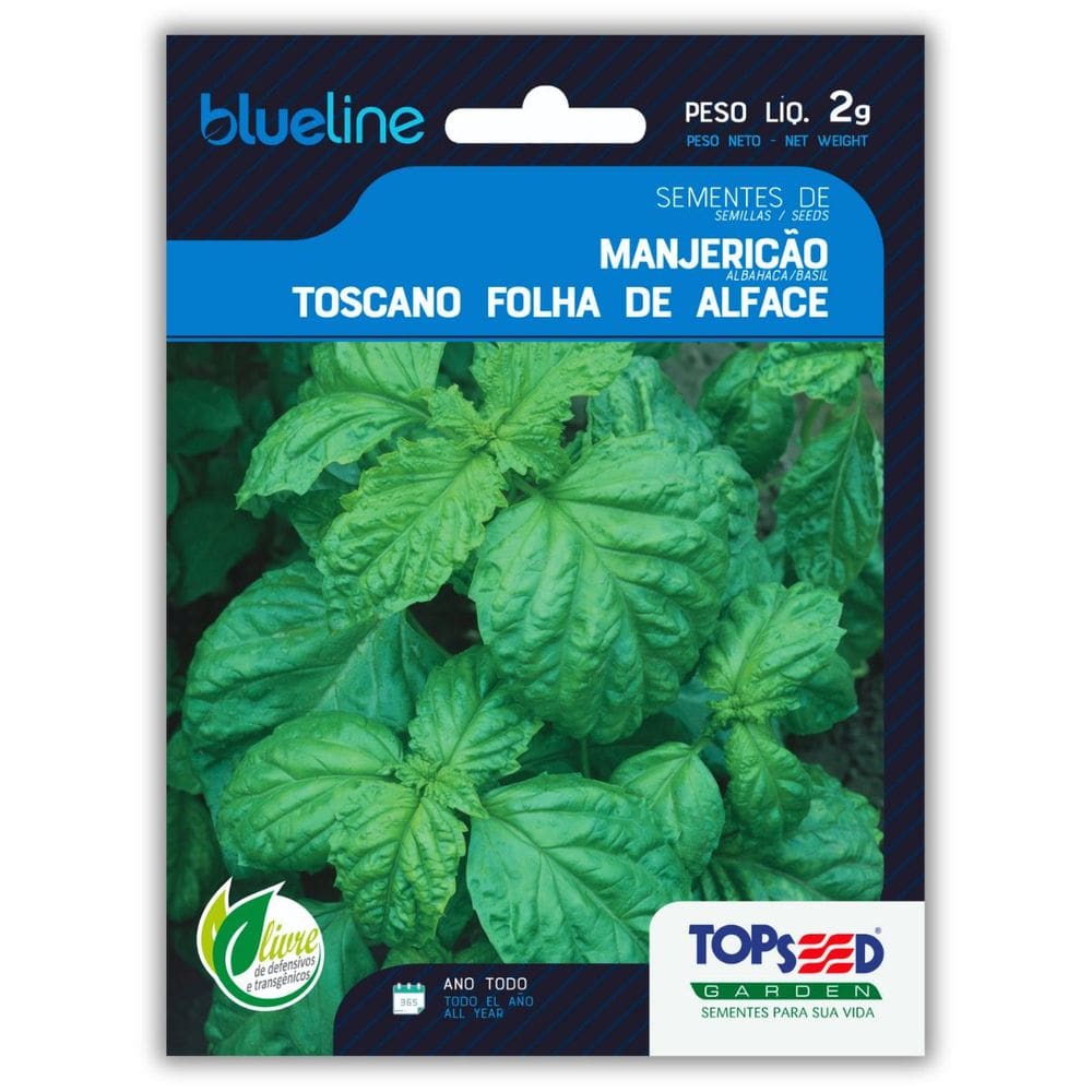 Semente Manjericão Toscano Folha Alface Blueline TOPSEED